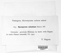 Myxosporium valsoideum image
